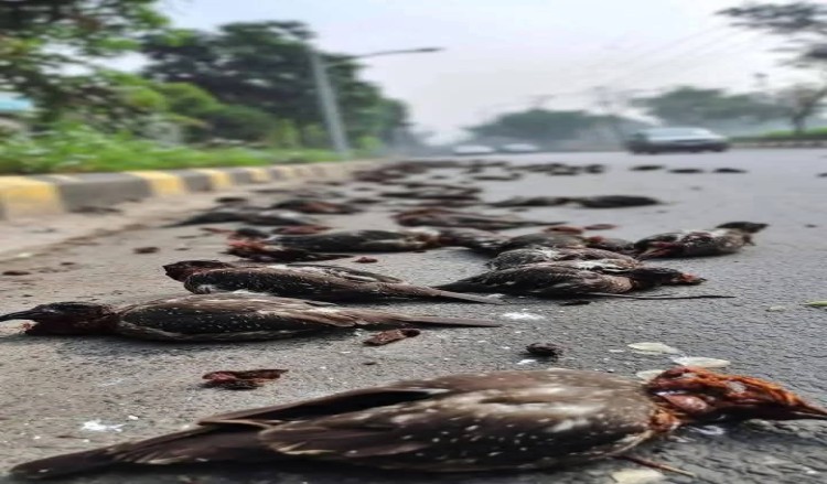 ইংরাজি বর্ষবরণ : মৃত্যু হল অসংখ্য পাখির, বাড়ল বাতাসের দূষণ, ধ্বস্ত হল মনুষ্যত্ব